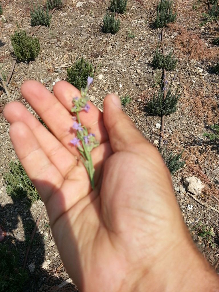Gary and Jolie Alony of Thompson Alchemists